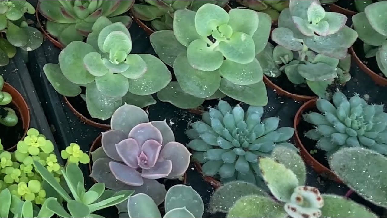 1000’lerce Kaktüsün Gizli Bahçesi. Bisürü Egzotik-Nadide tür. The secret garden of Cacti.