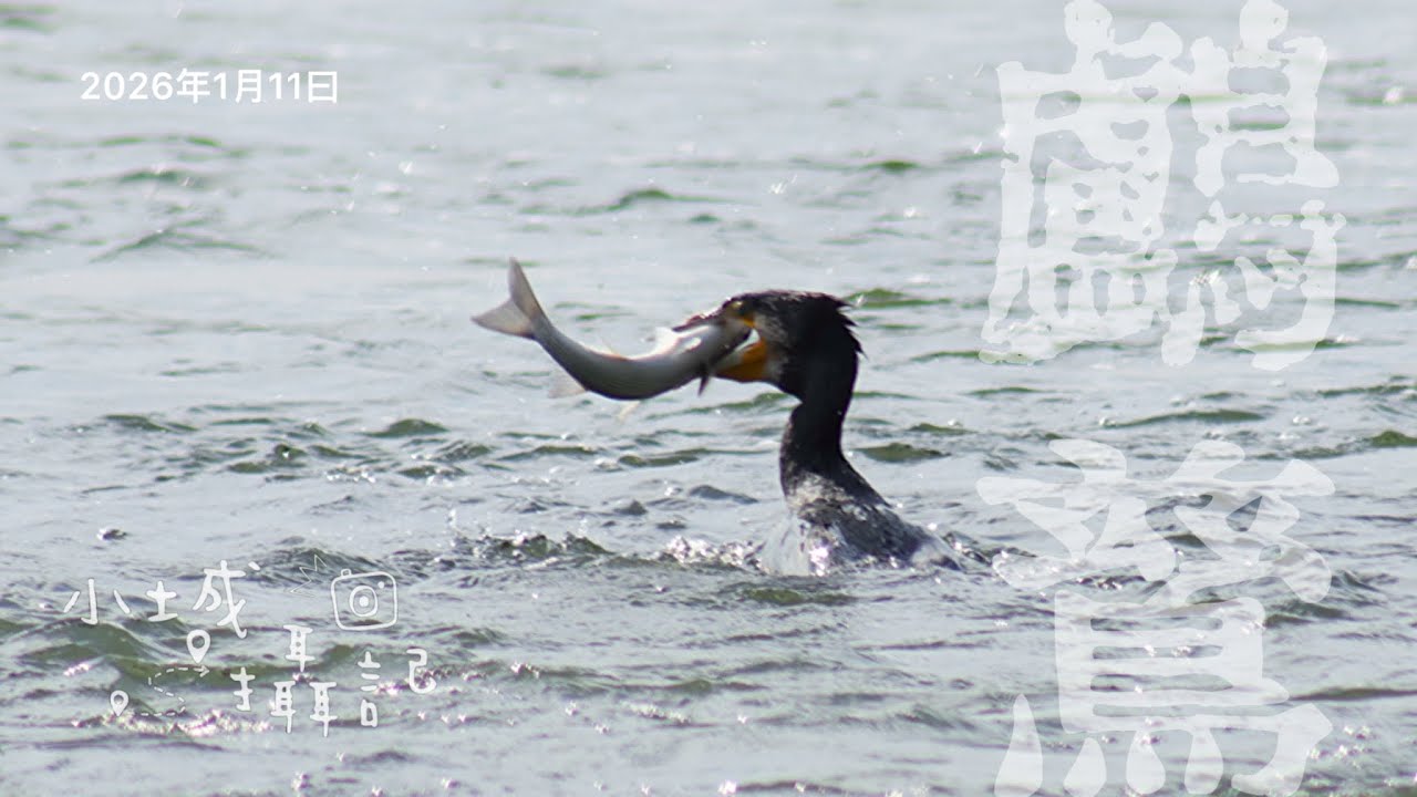 2026年1月11日，去了好幾次深圳灣，沒拍到鸕鶿捉魚，這次給我拍到了。