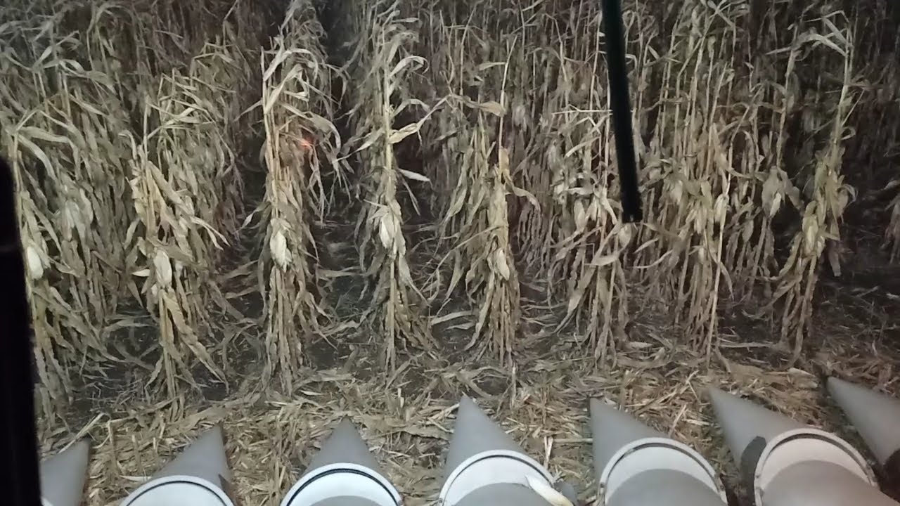2 Часть.???Хто кращий ВНІС, Karvi, Монсанта, Арт-Агро???