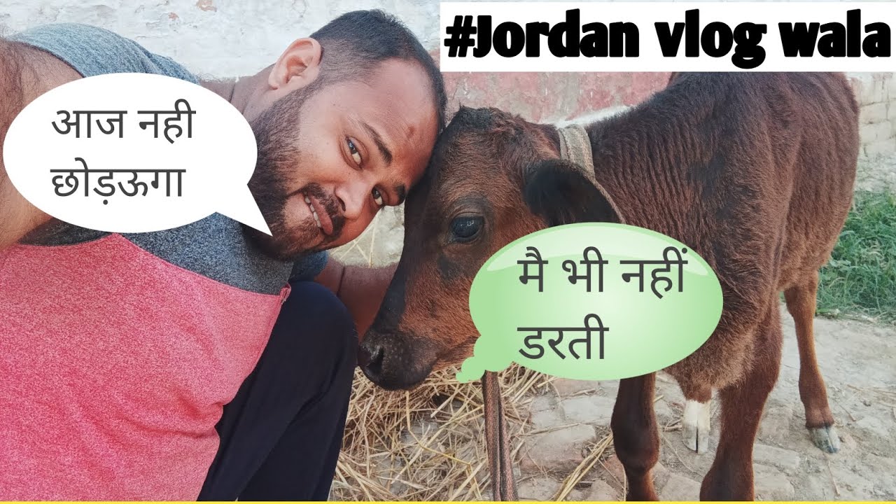 आज लड़ने के मुड में है Cow Vlog Video,Jordan Vlog Wala, India
