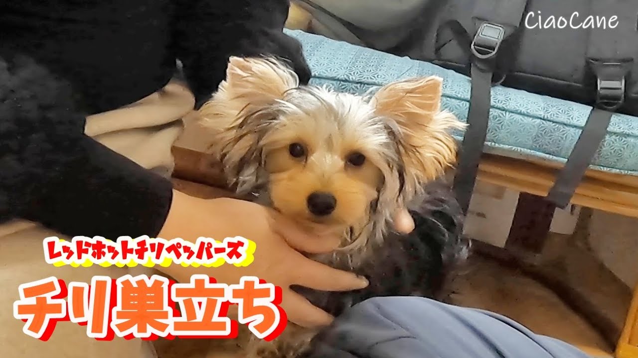 チリ巣立ち【レッドホットチリペッパーズ】
