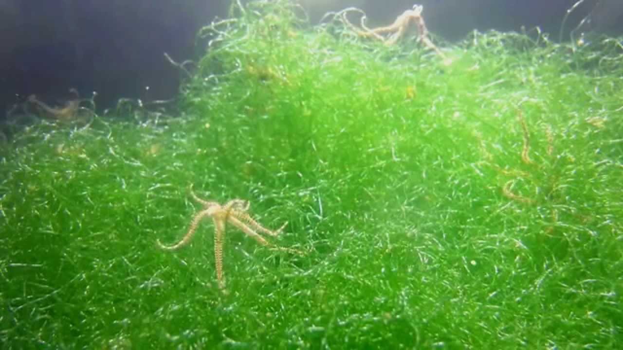 Spawning Mini brittle stars