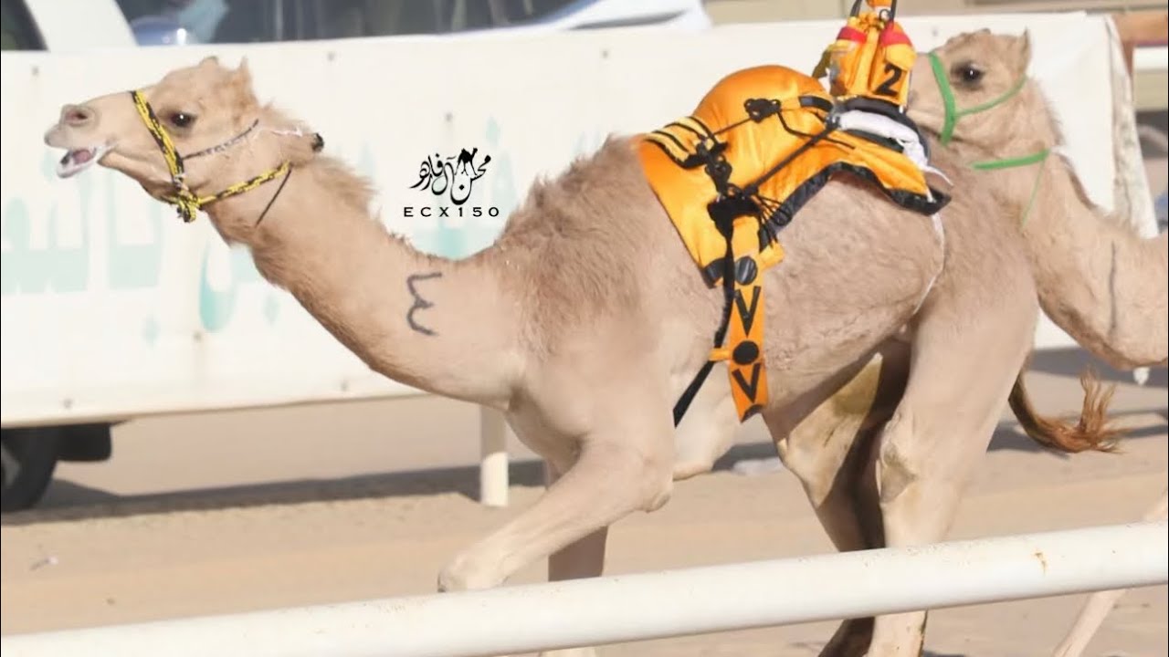 جباره : عائض عبيد محمد الفهيده المري