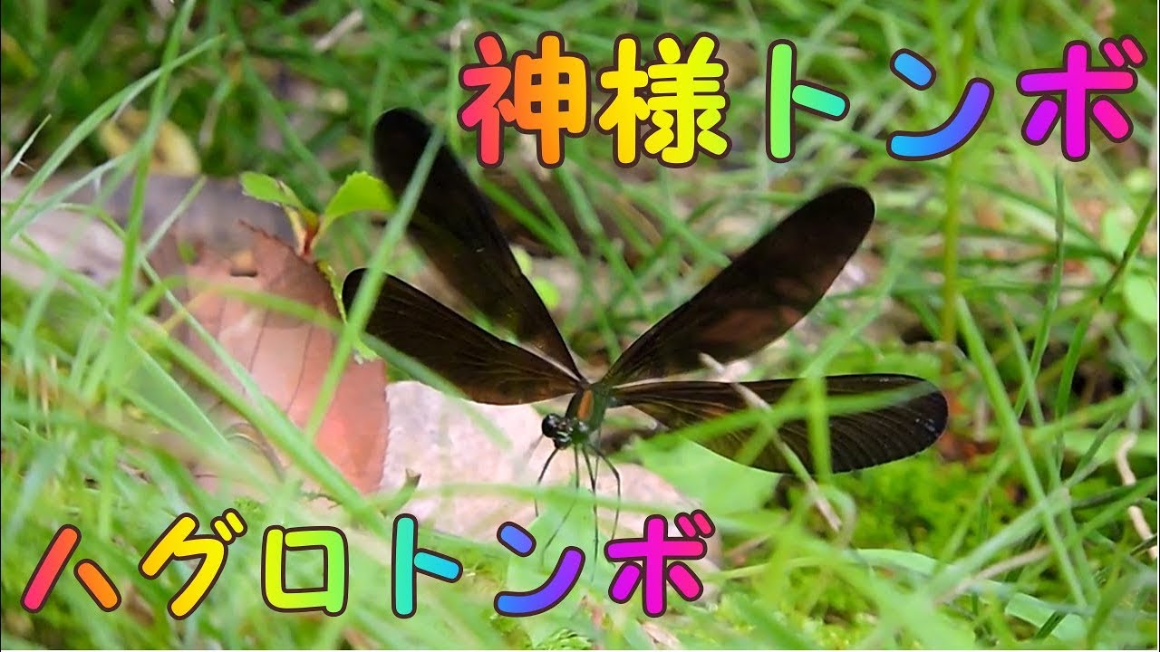 神様トンボ(ハグロトンボ)