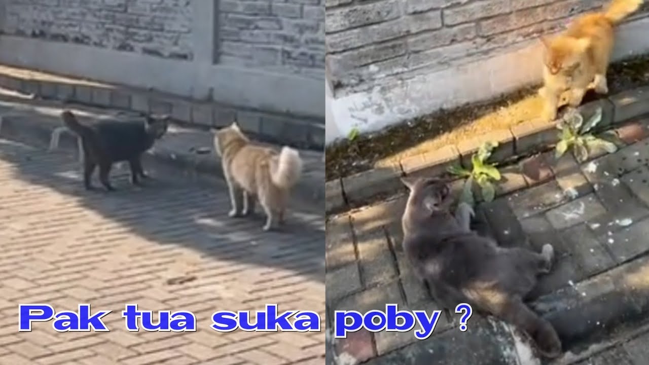 Ternyata pak tua suka poby 🤣 #kucingpororo #inipororo #cicichania