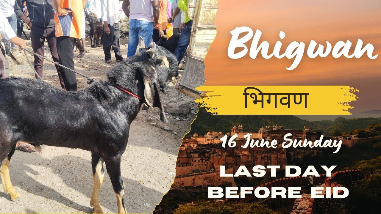 Bhigwan Bakra , Sheep Mandi , भिगवण शेळी मेंढी बोकड बाजार इंदापूर पुणे Sunday 16June #bakramandi #sa