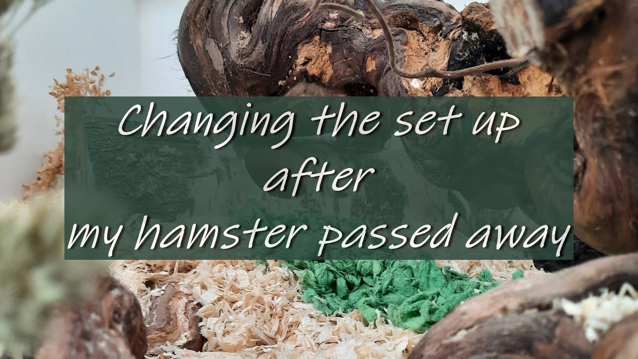 Kiwi Passed Away | New Set Up for my Chinese Dwarf Hamster