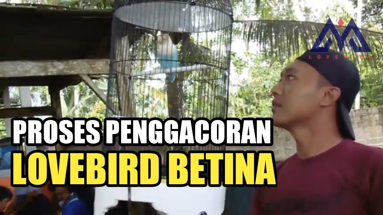 Penggacoran lovebird betina fighter ll part 1