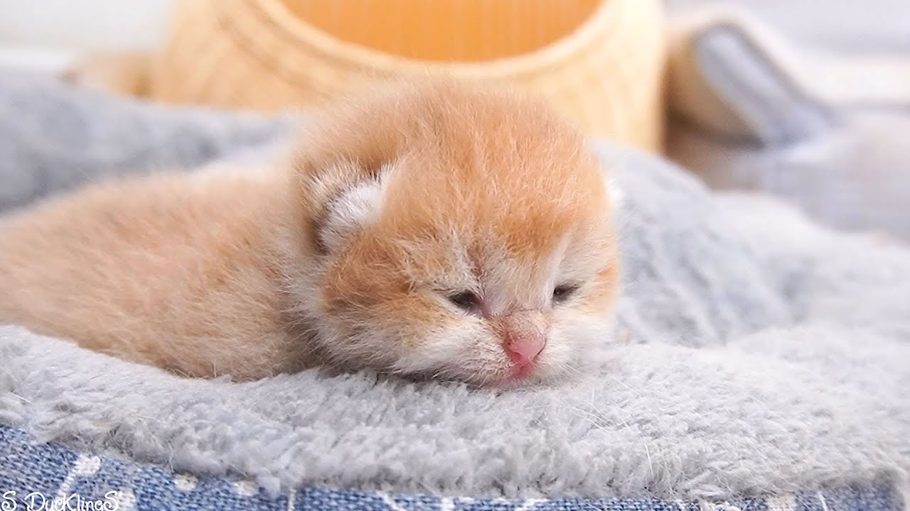 The adorable kitten has begun to open its eyes to see the beautiful world