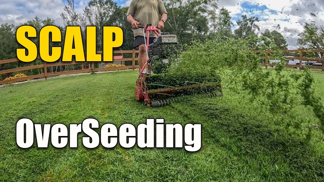 Подсев бермудского газона рожью