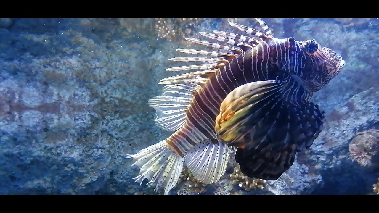 Odysseo Aquarium Mauritius Port Louis Sunday 29 Dcember 2024 A