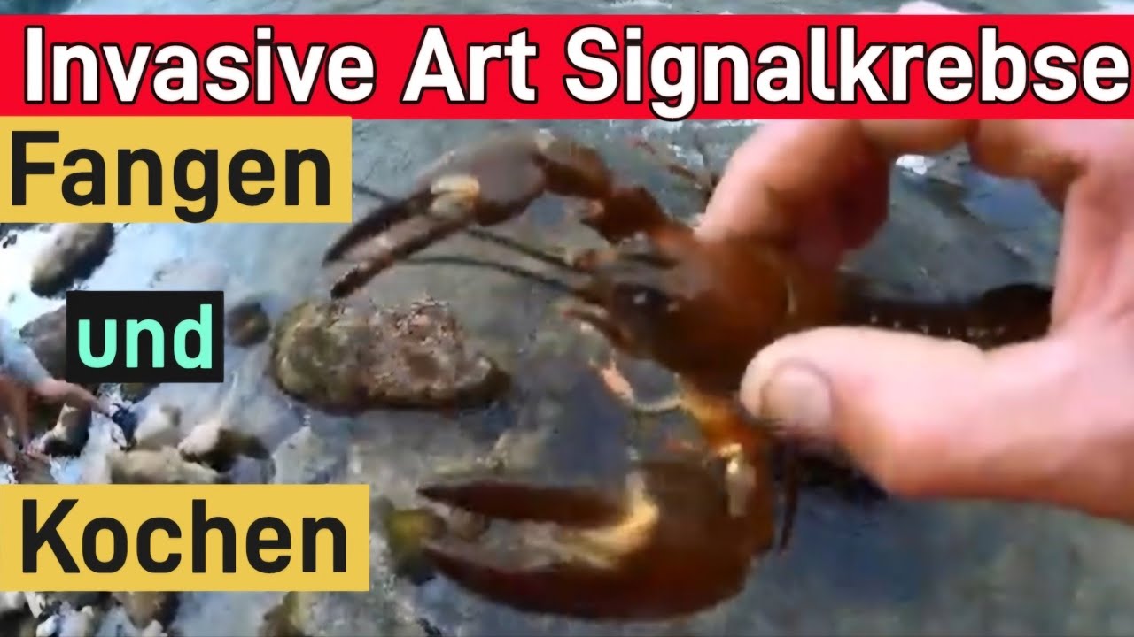 Invasive Fluss (Signal)Krebse in der Traun &Ouml;sterreich SELBST Fangen/Kochen/Essen SAU LECKER! |  BF&M