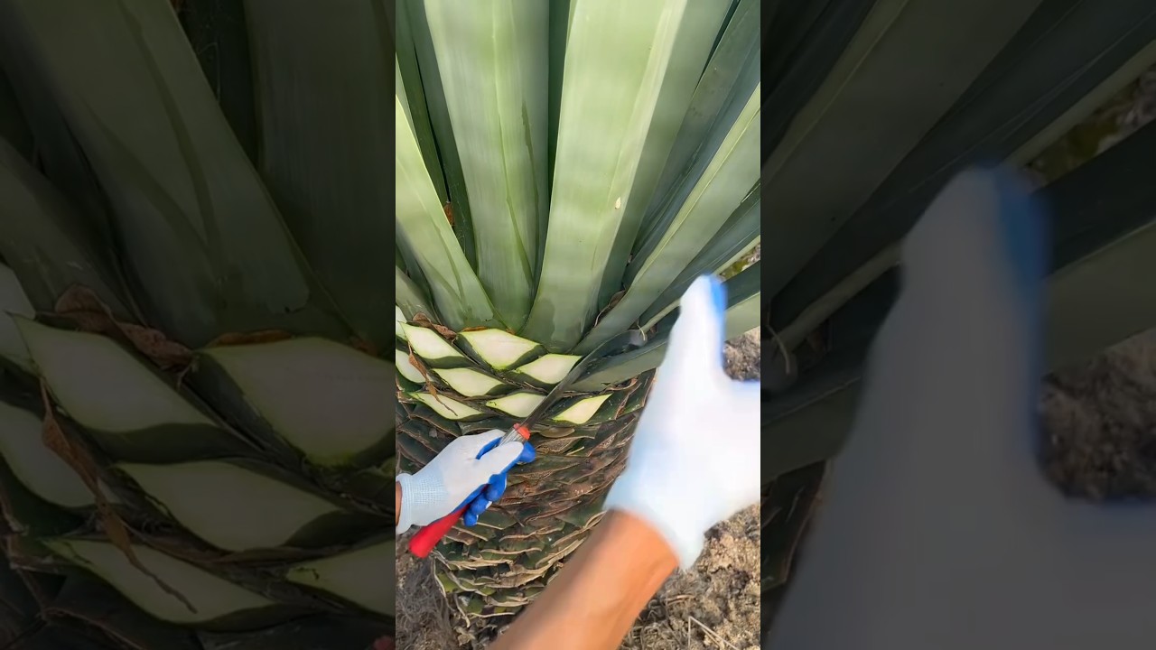 Shoe making process by cutting tree leaves and extracting yarn