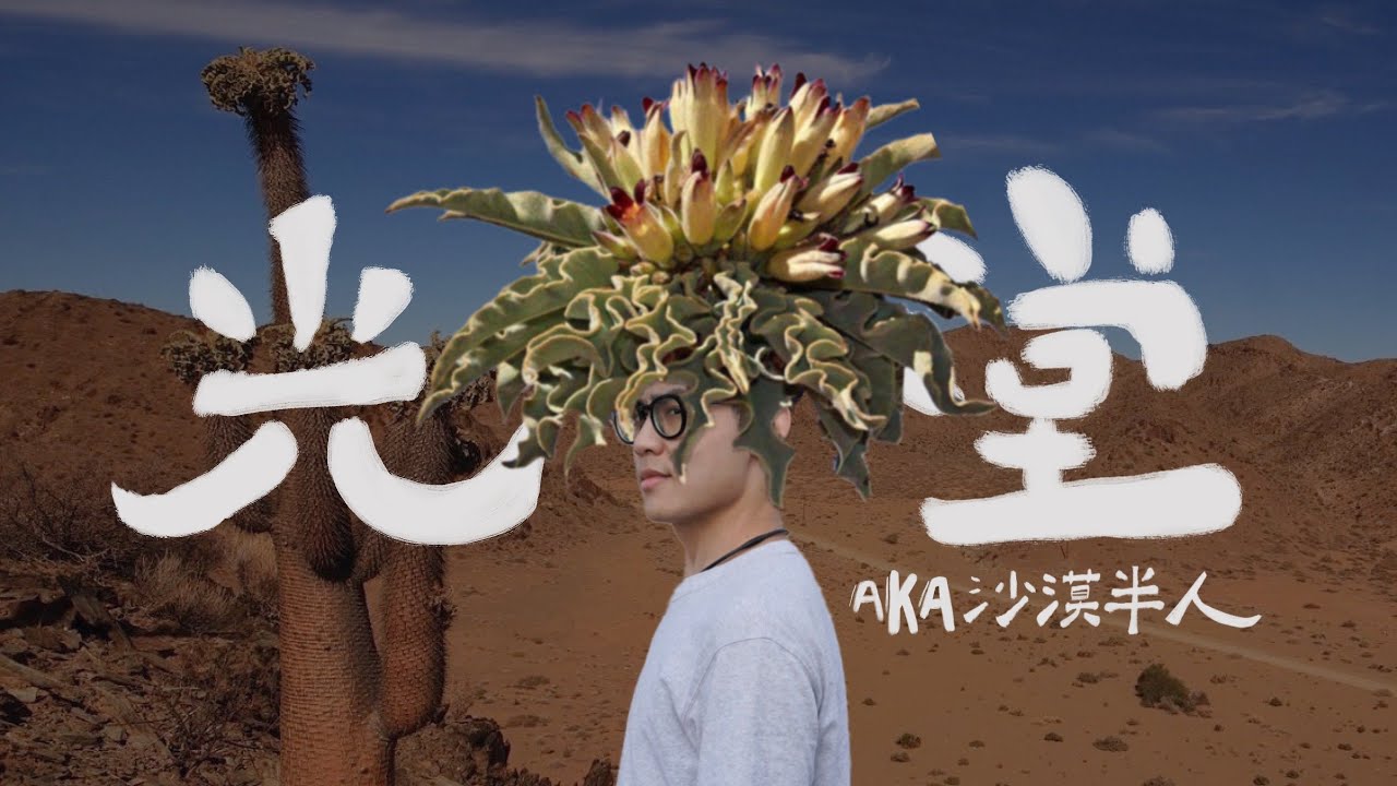 留著一頭浪髮並自帶光芒特效！到底是人還是..棒槌？aka 沙漠半人  |  光堂 Pachypodium namaquanum【經驗分享】
