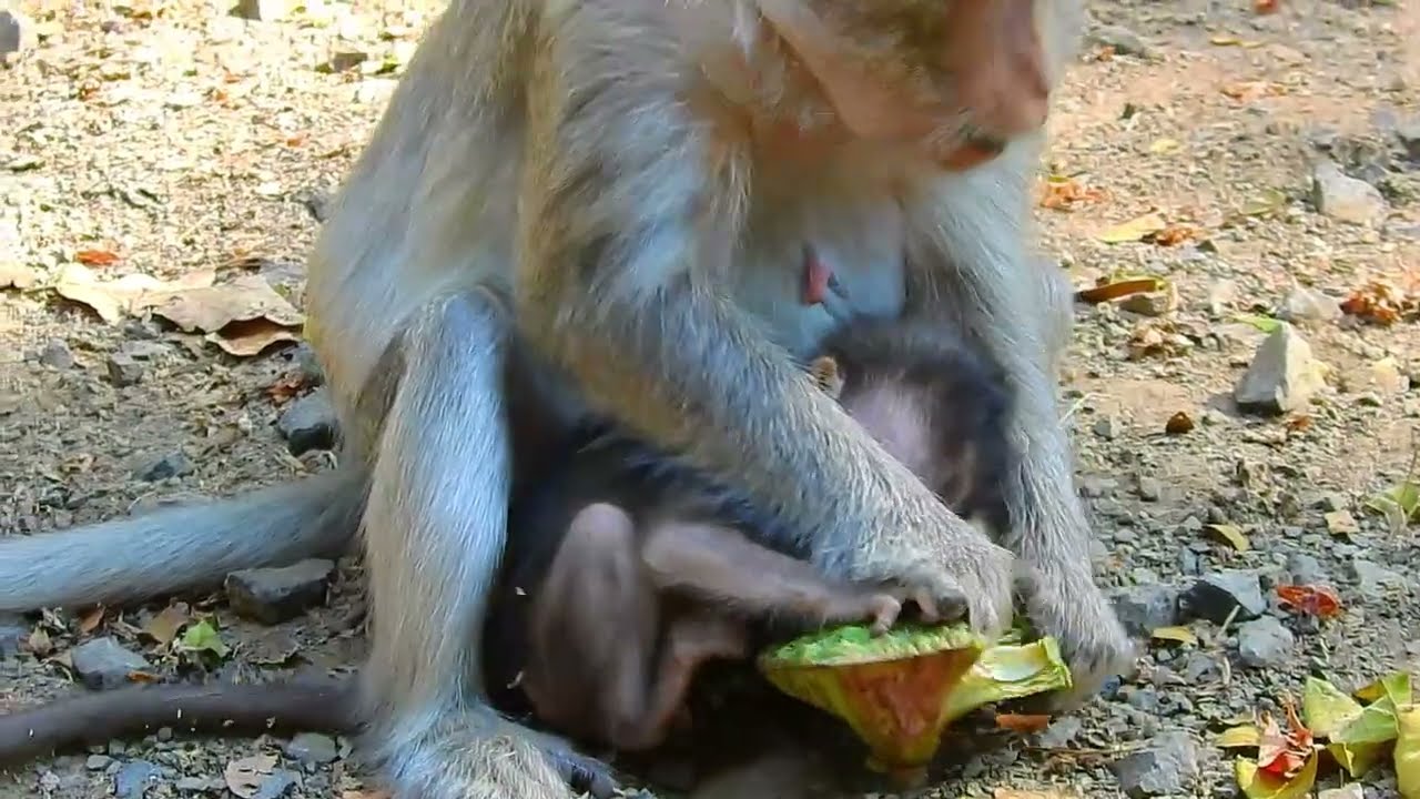 Aww, Cute Baby Monkeys Videos Compilation | Funny and Cute Moments of the Monkeys&mdash;SVA daily life