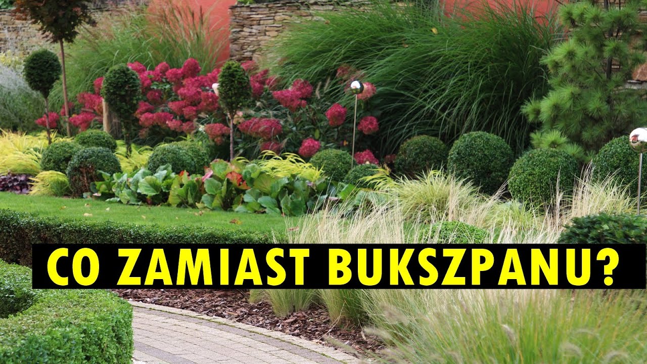 Ćma zniszczyła bukszpan? Są rośliny, które mogą go godnie zastąpić.