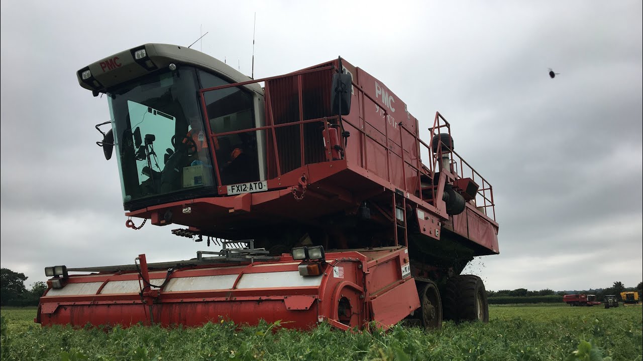 Pea Vining with Claas Axions carting