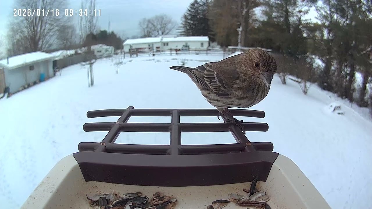 Birds 1/16/26