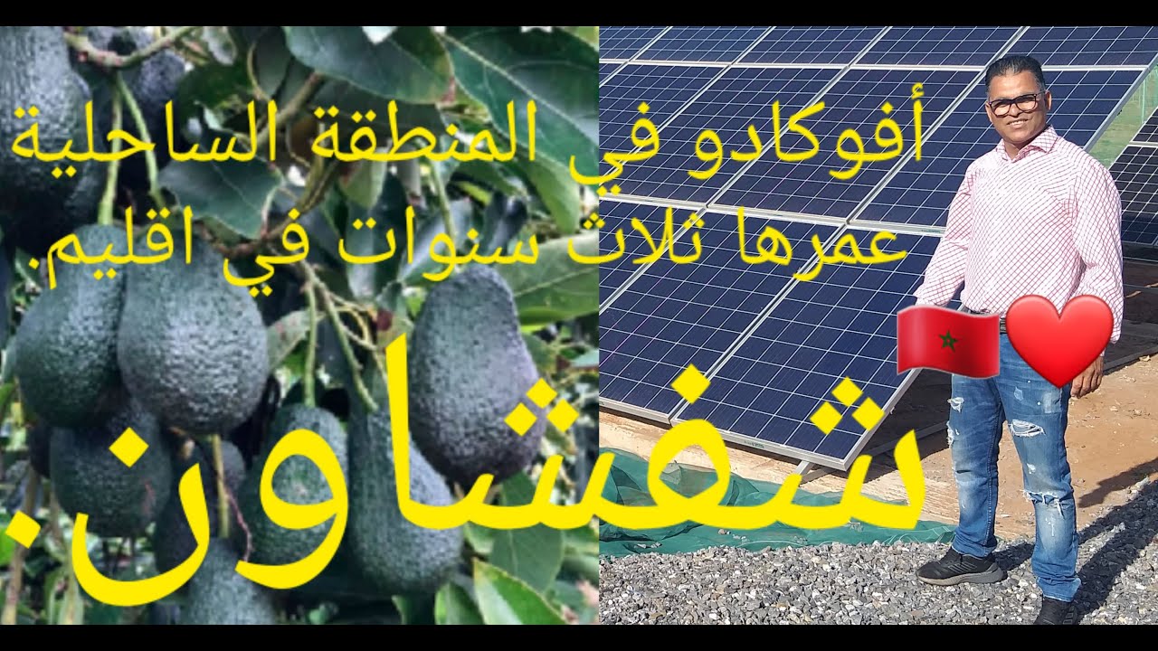 الأفوكادو في منطقة الغماري الساحلية.  وادلو شفشاون ، المغرب.