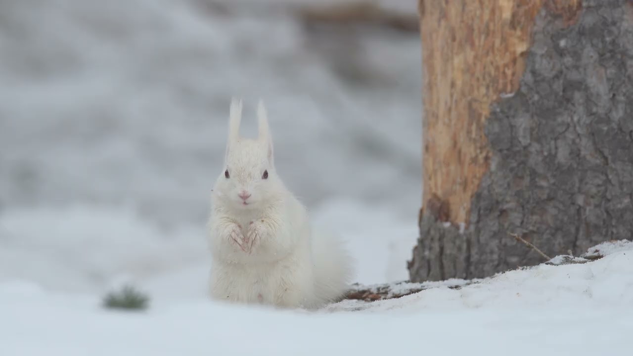 白いエゾリス　小雪、森をほどく。