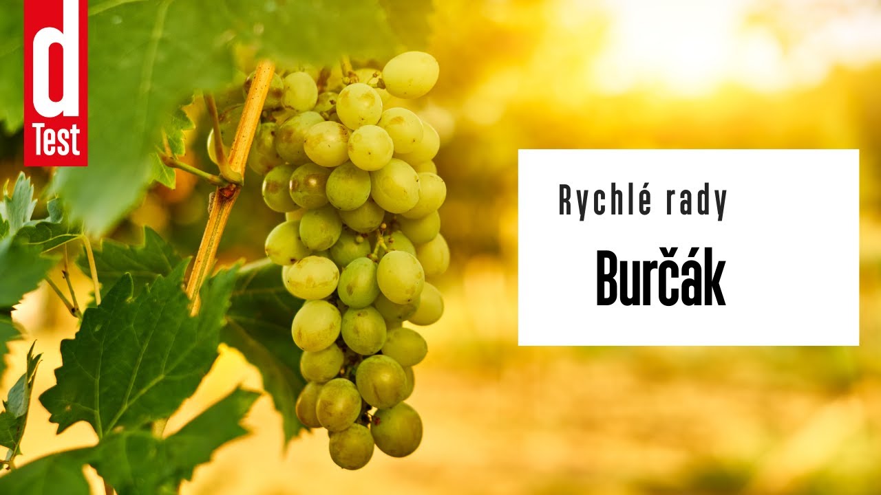 Rychl&eacute; rady: Burč&aacute;k