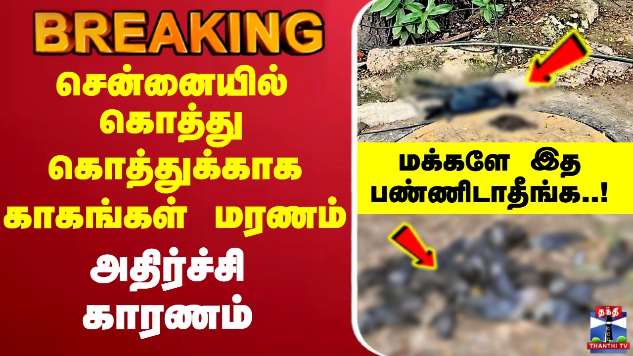 🔴LIVE : Chennai | சென்னையில் கொத்துகொத்துக்காக காகங்கள் மரணம் - அதிர்ச்சி காரணம்