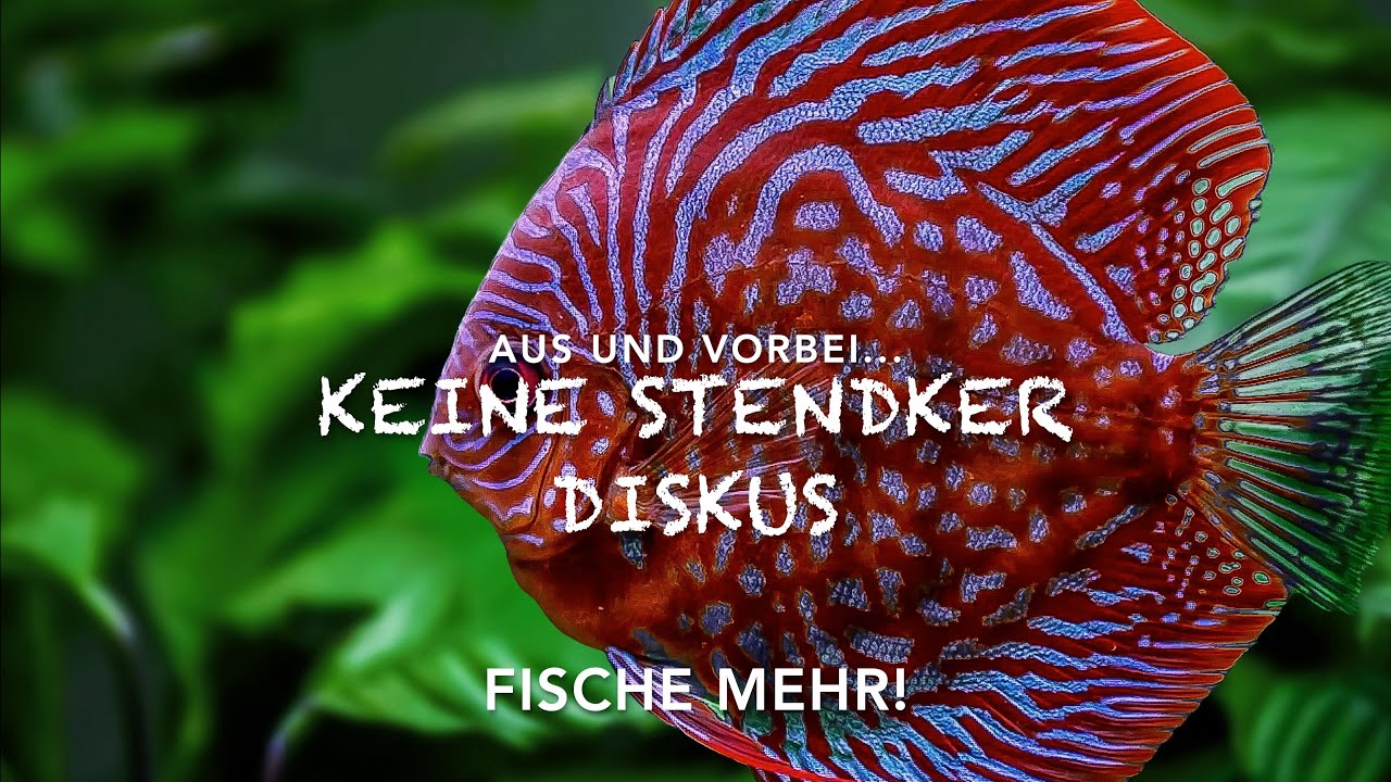 Keine Stendker Diskus Fische mehr - Zucht und Verkauf wurde eingestellt - Great Discus Tank Aquarium