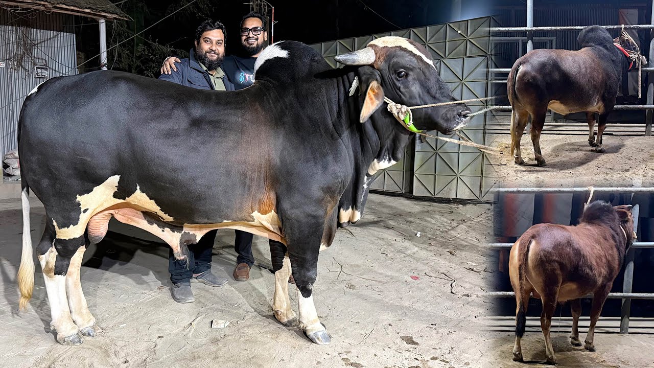 আমাদের ২০২৬ সালের কোরবানির গরু 