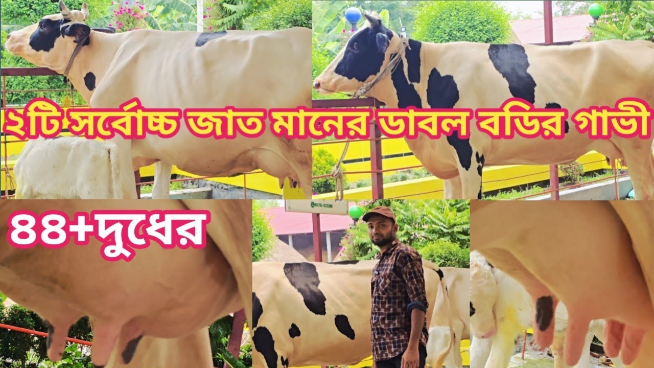 ফেনী, ছাগলনাইয়া থেকে ২টি-গাভী+২টি-দামি-বাচ্চা সহ সংগ্রহ করলেন।