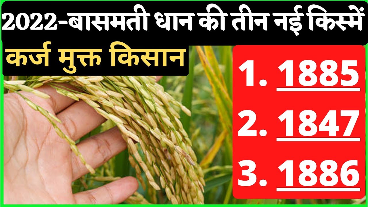 pusa #basmati #1886 #PB1885 #PB1847 धान की टॉप तीन नई किस्म।