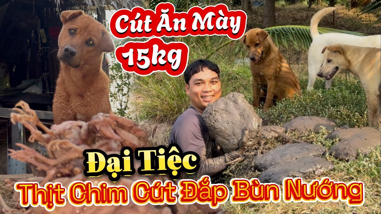 15kg Chim Cút Đắp Bùn Nướng Kiểu Ăn Mày - Vàng Khoẻ Mạnh Sức Ăn Quá Kinh Khủng