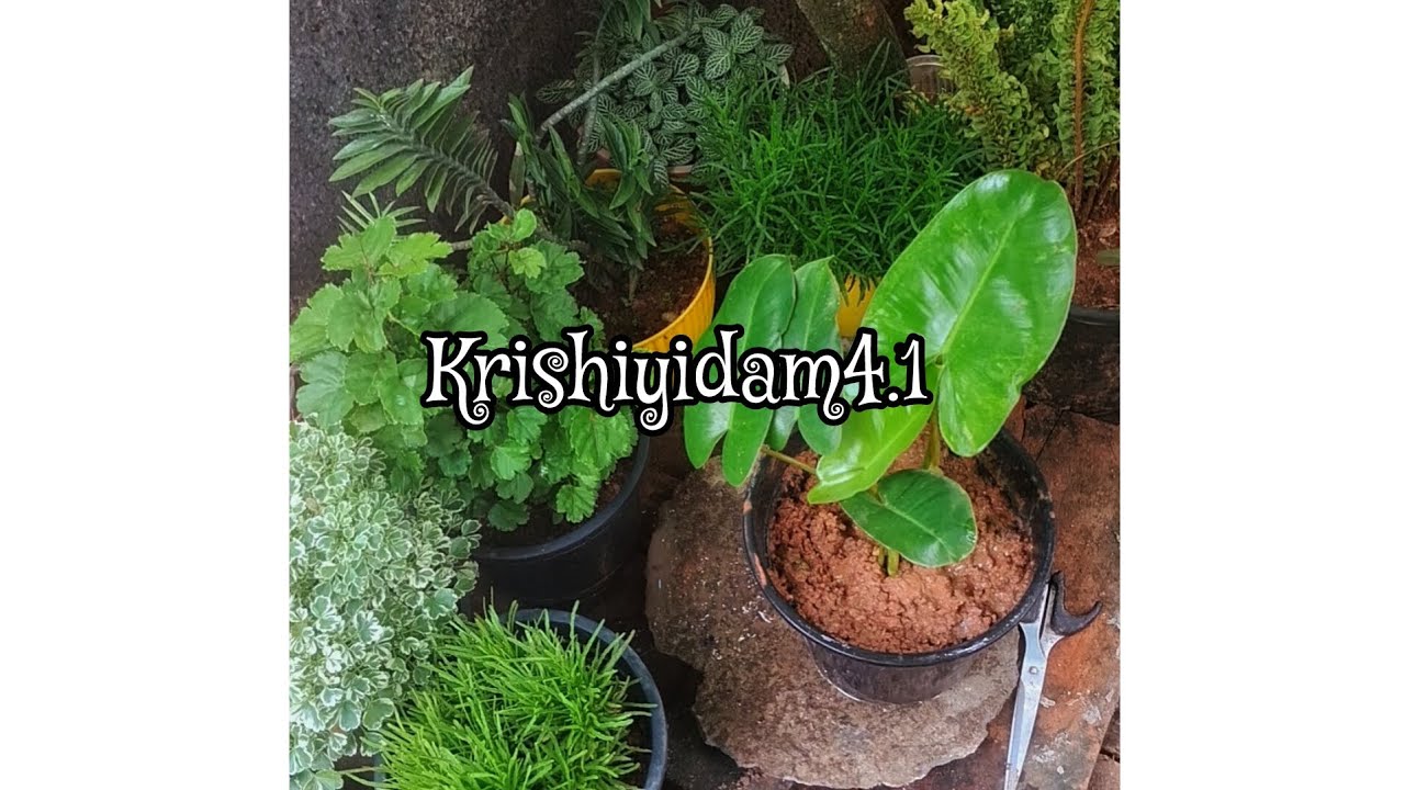 Philodendron rugosum🪴