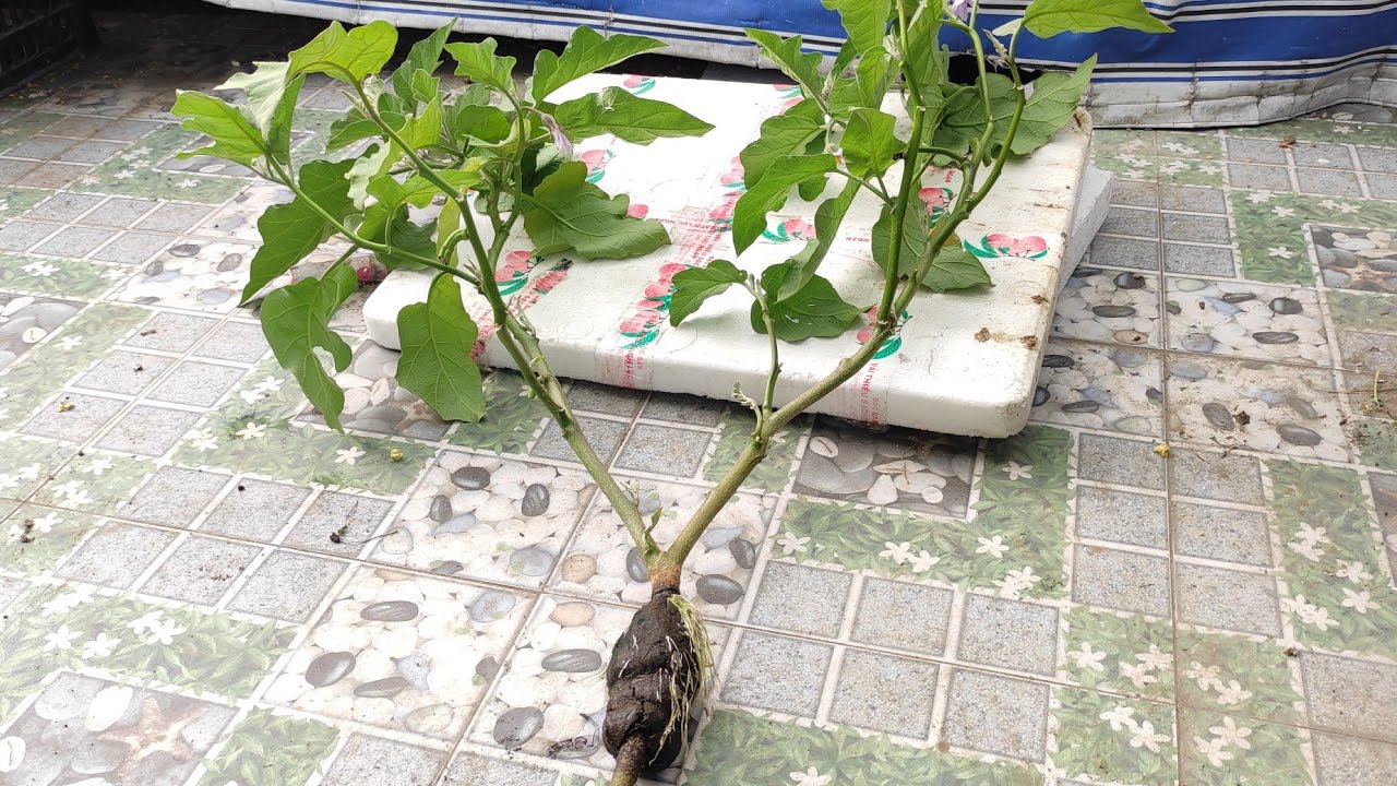Cách chiết nhánh Cà Tím ra rễ nhanh , dễ dàng ai cũng làm được | Khoa Hien 483