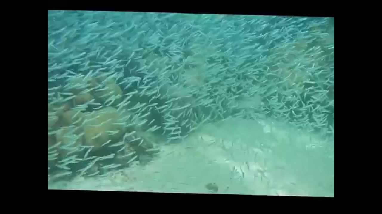Into a baitball with fish ID