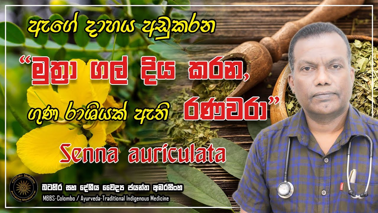 ඇගේ දාහය අඩුකරන, මුත්‍රාගල් දිය කරන, තවත් රාශියක් ගුණ ඇති - රණවරා | Senna auriculata #ranawara