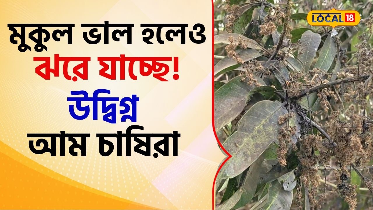 Bangla News: মুকুল ভাল হলেও ঝরে যাচ্ছে! উদ্বিগ্ন আম চাষিদের বাঁচার উপায় জানাচ্ছেন বিশেষজ্ঞ #local18