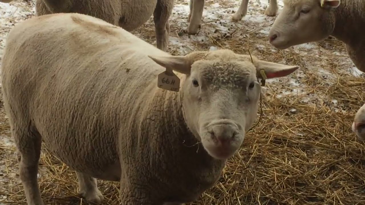 Ile-De-France ewes eating hay after snow buries cornstalks.