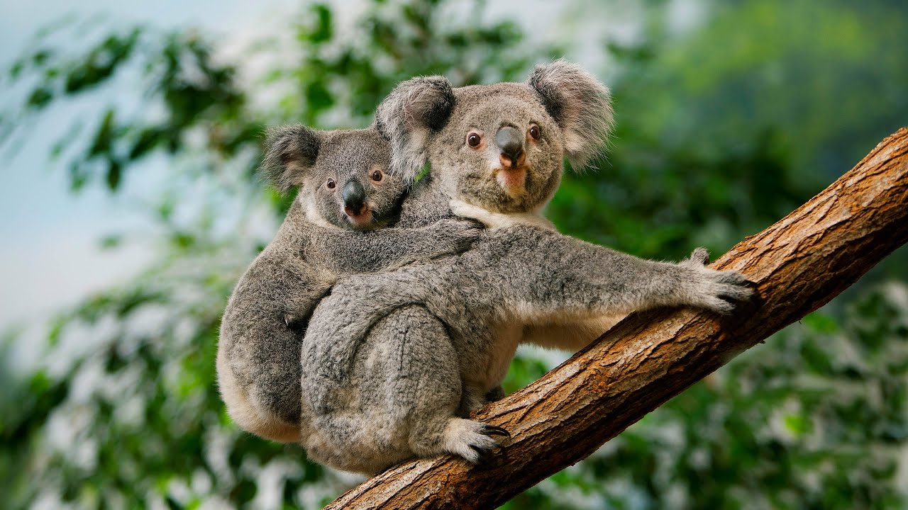 Koalas Living Their Peaceful Life | 4K Relaxing Animal Video with Soft Music