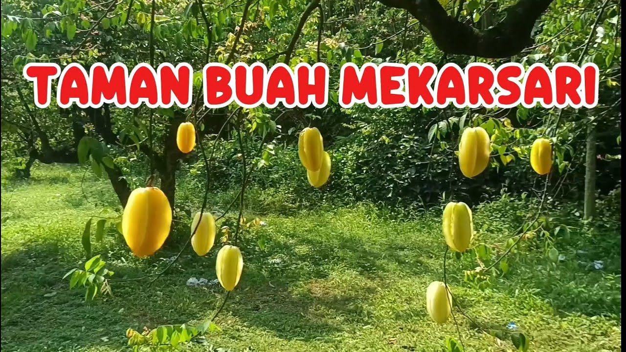 Mendadak Piknik ke Taman Buah Mekarsari Cileungsi Bogor | Suddenly Picnic To Taman Buah Mekarsari