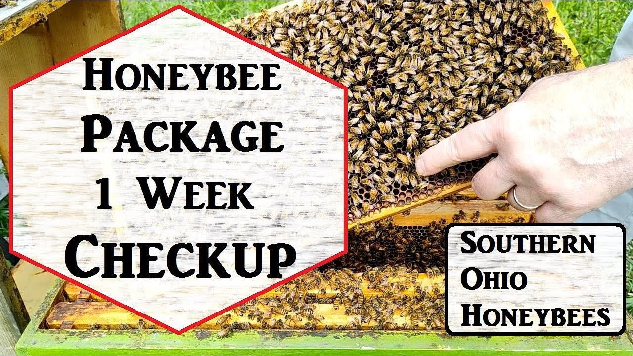 1 Week Checkup on a Honeybee Package
