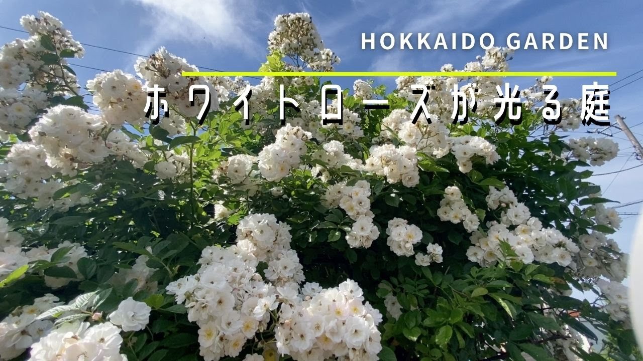【オープンガーデン】手入れが行き届いたバラが光る庭。道東の厳しい環境でも素敵な庭ができます。【園芸】【ガーデニング】