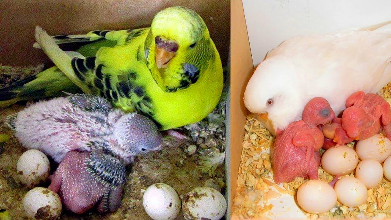 تعمل اية لو العصفورة باضت ومعاها فروخ صغيرة ؟