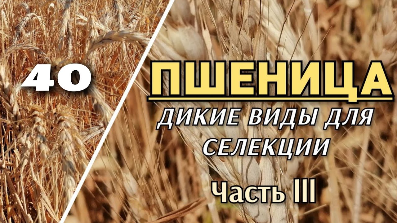 Дикие сорта озимых и яровых пшениц. Виды пшениц.