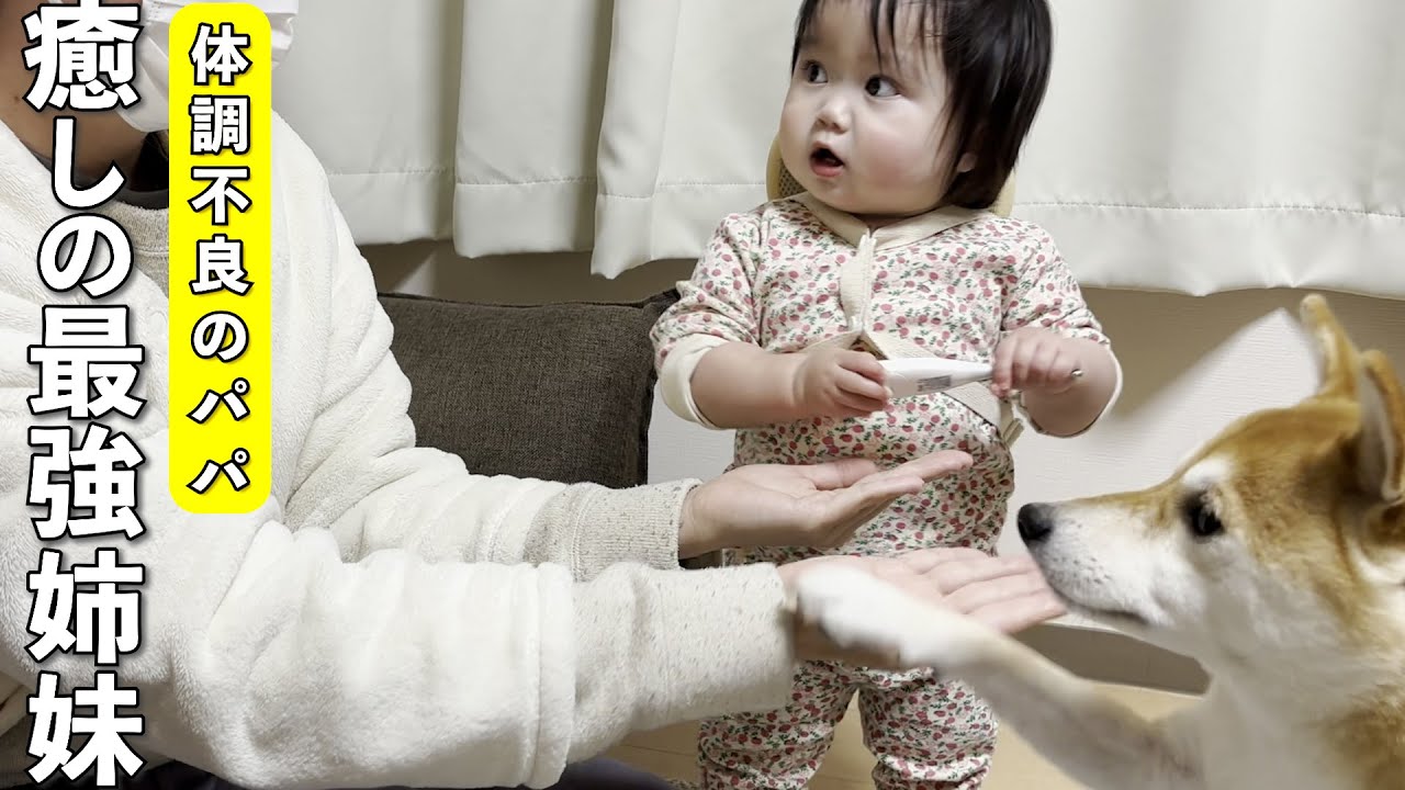 体調不良のパパを癒す１歳児の笑顔と柴犬のぬくもり