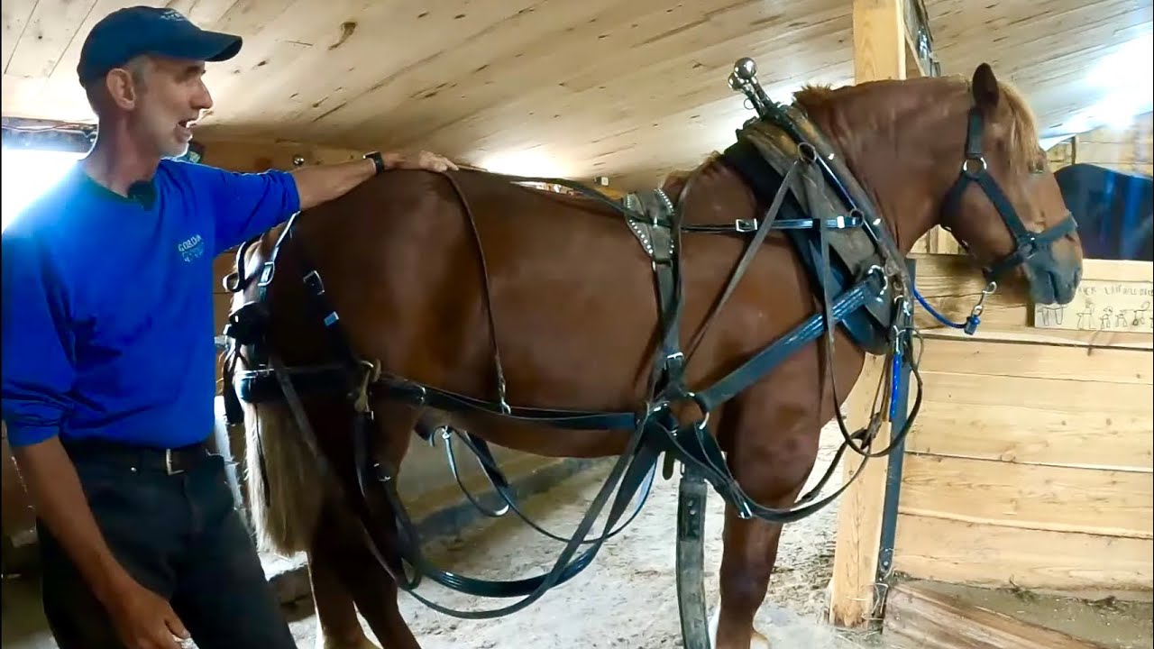 OUR NEW SUFFOLK PUNCH HORSE: Harnessing, Weighing, & A Contest!!