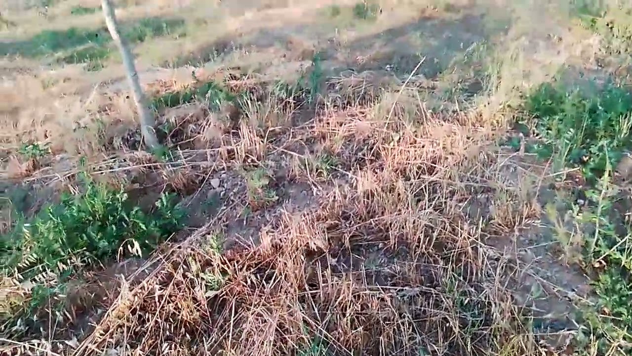 Düşük Rakım, Ova ve Sıcakta Ceviz Nasıl Gelişti !!!  🌳 5 Yıllık Süreç
