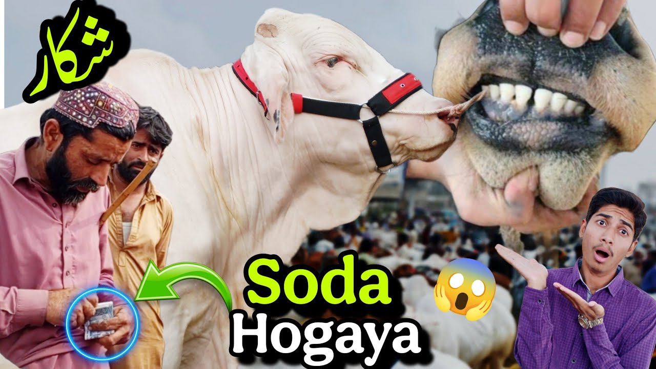 Malir Mandi Latest Updates 2026 | Zabardast Soda Hogaya😱 | Malir Mandi Today Rates Updates+Sodee