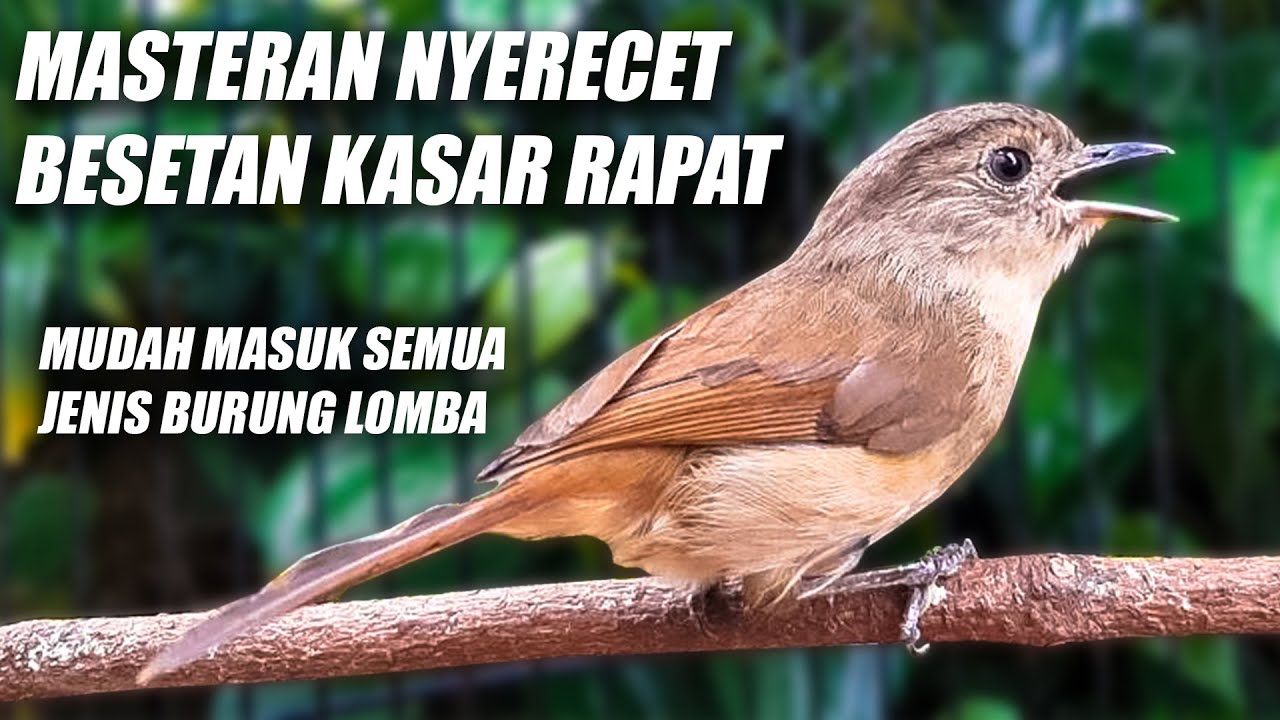 MATERI KASAR RAPET!! MASTERAN FLAMBOYAN GACOR FULL NEMBAK NYERECET KASAR NGEBREN BESETAN PANJANG