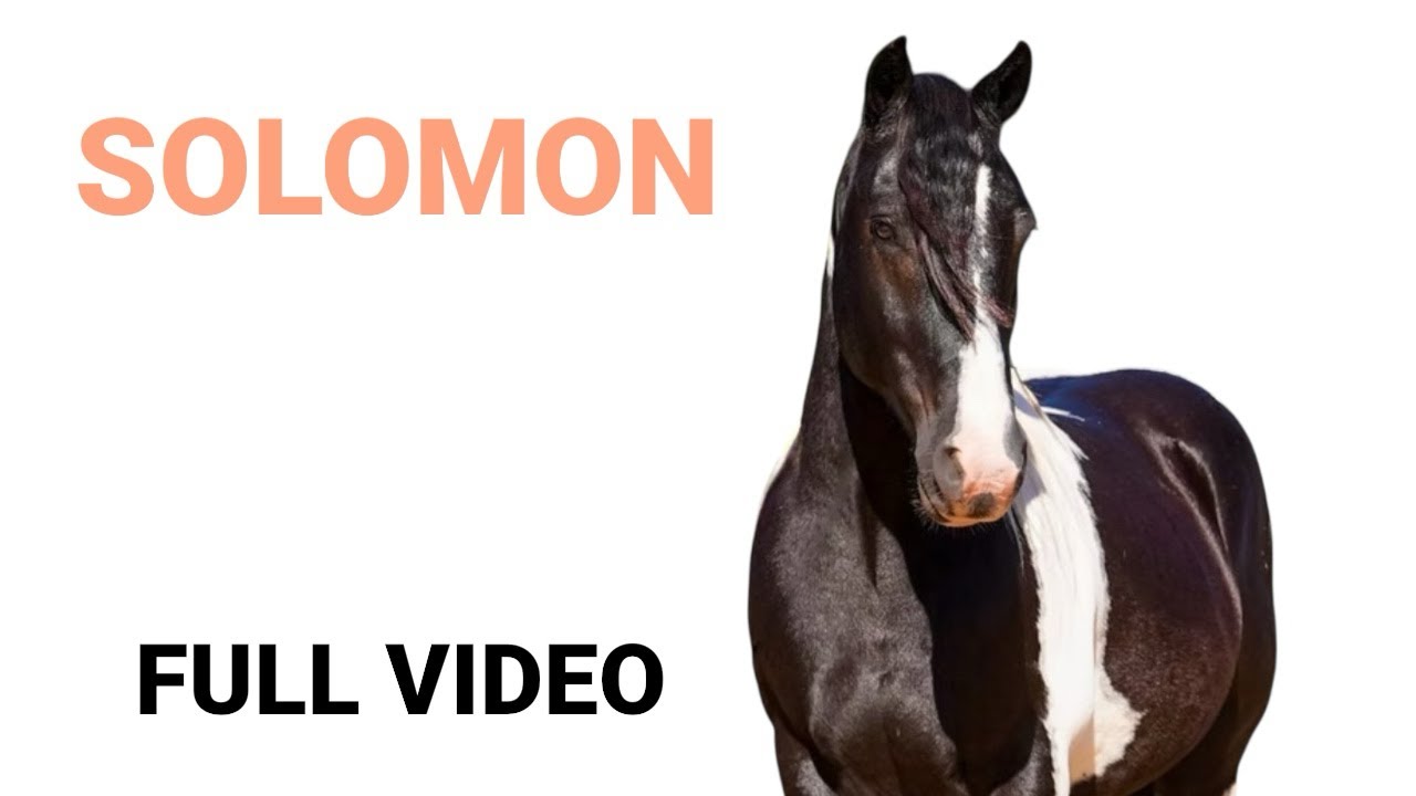 Carolina Sport Horses - Solomon