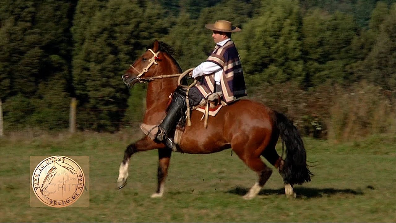 cap423 Criadero Peleco 2013